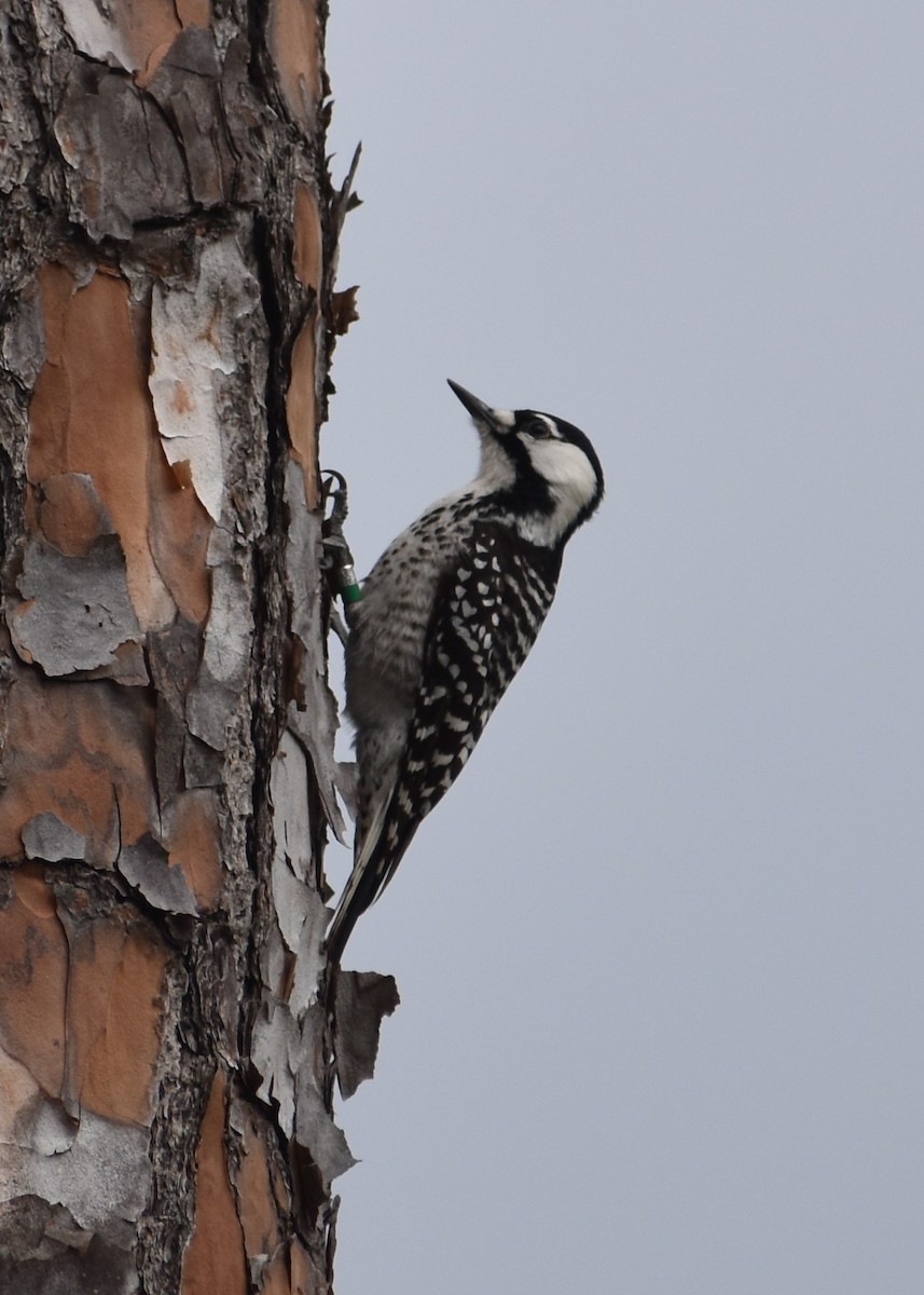 Pic à face blanche - ML646998167