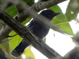 Black-hooded Antshrike - ML646998168