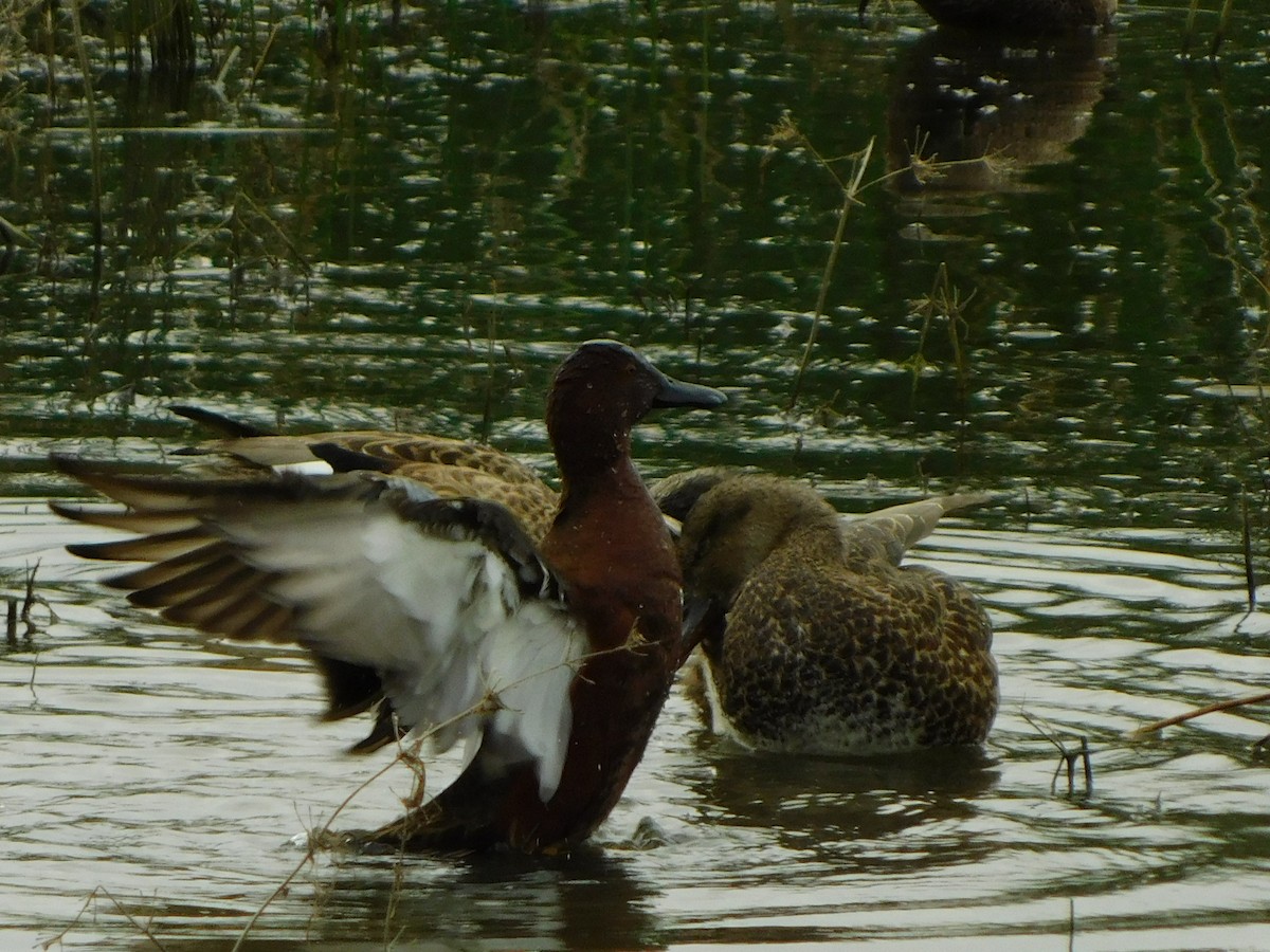 Cinnamon Teal - ML646998169