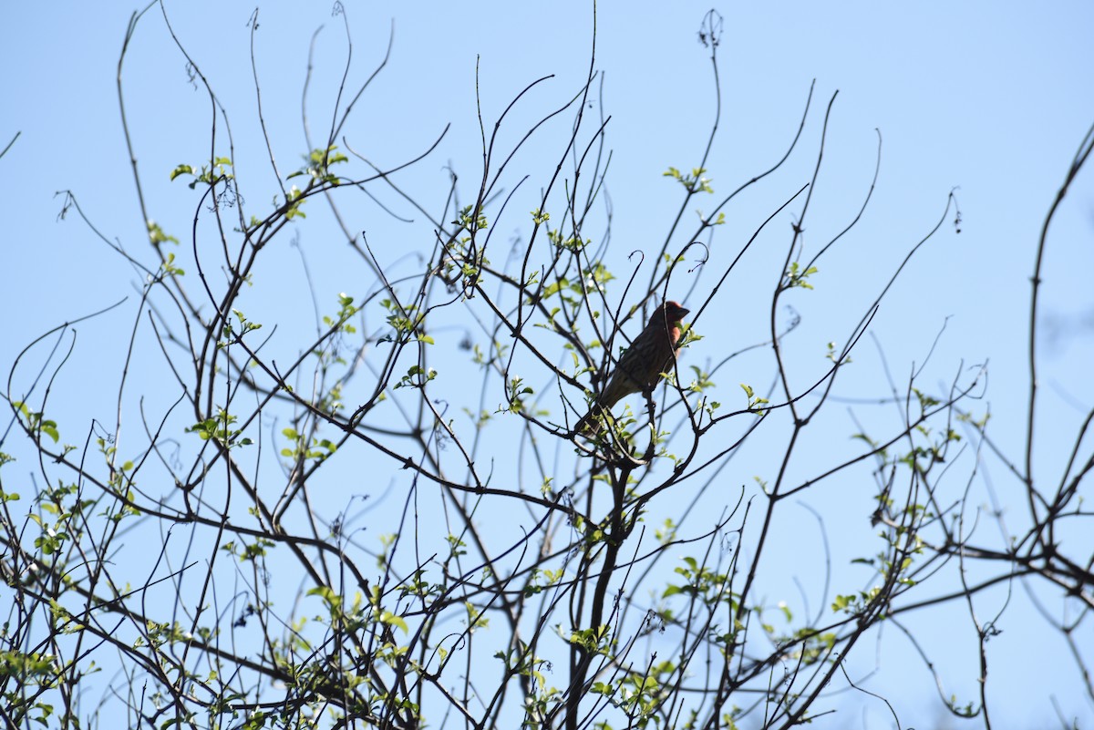 House Finch - ML646998176