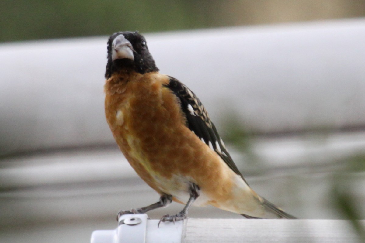 Picogrueso Cabecinegro - ML646998178