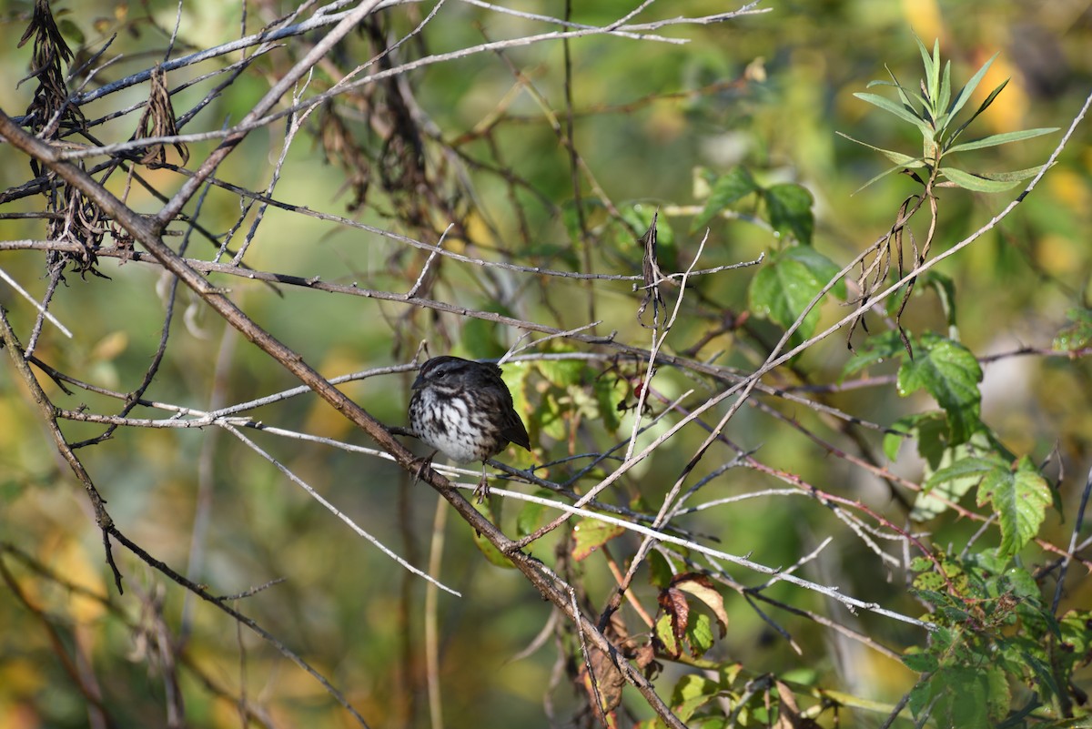 Song Sparrow - ML646998179