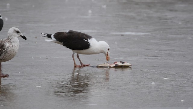 Mantelmöwe - ML646998190