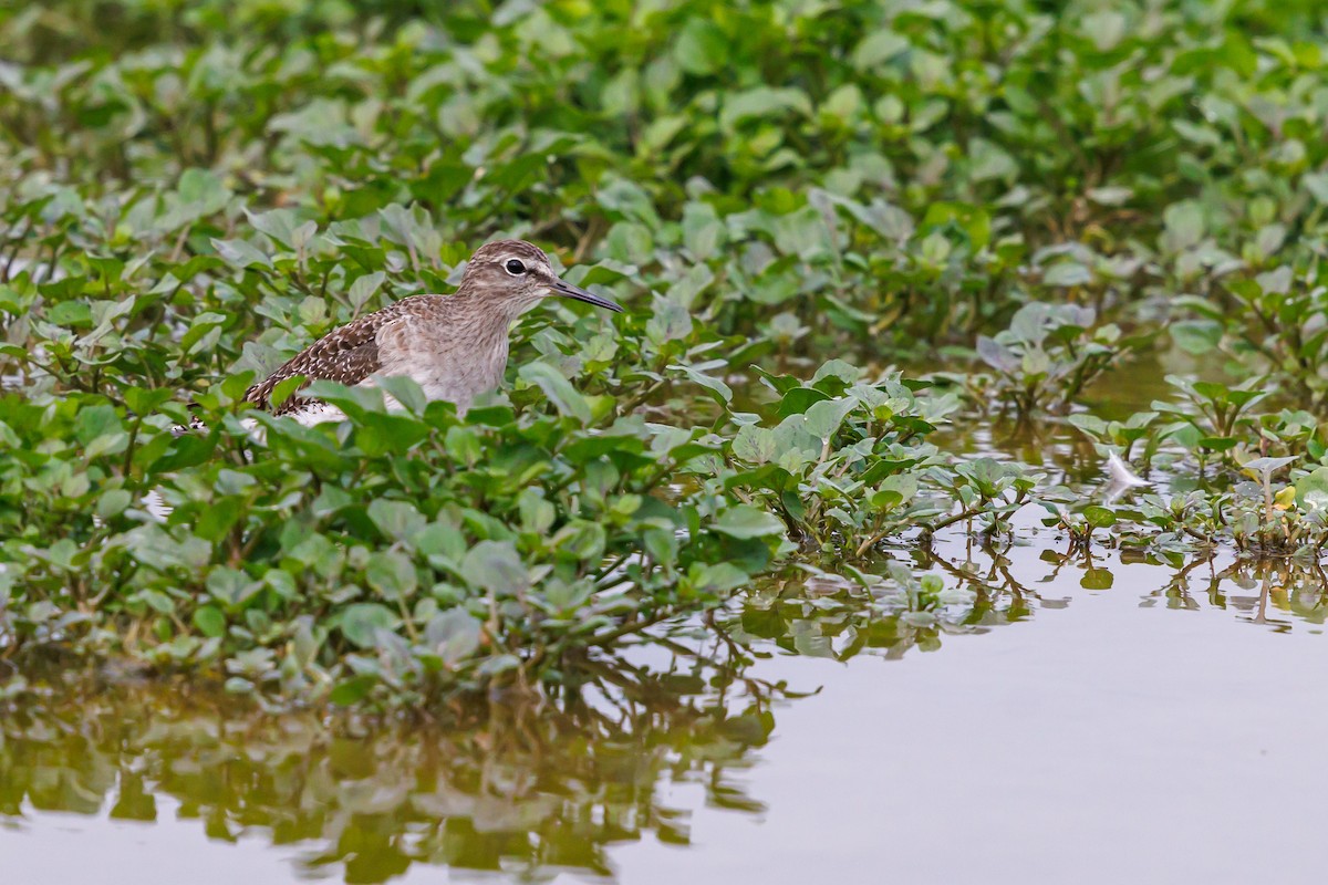 Piro piro boschereccio - ML646998191