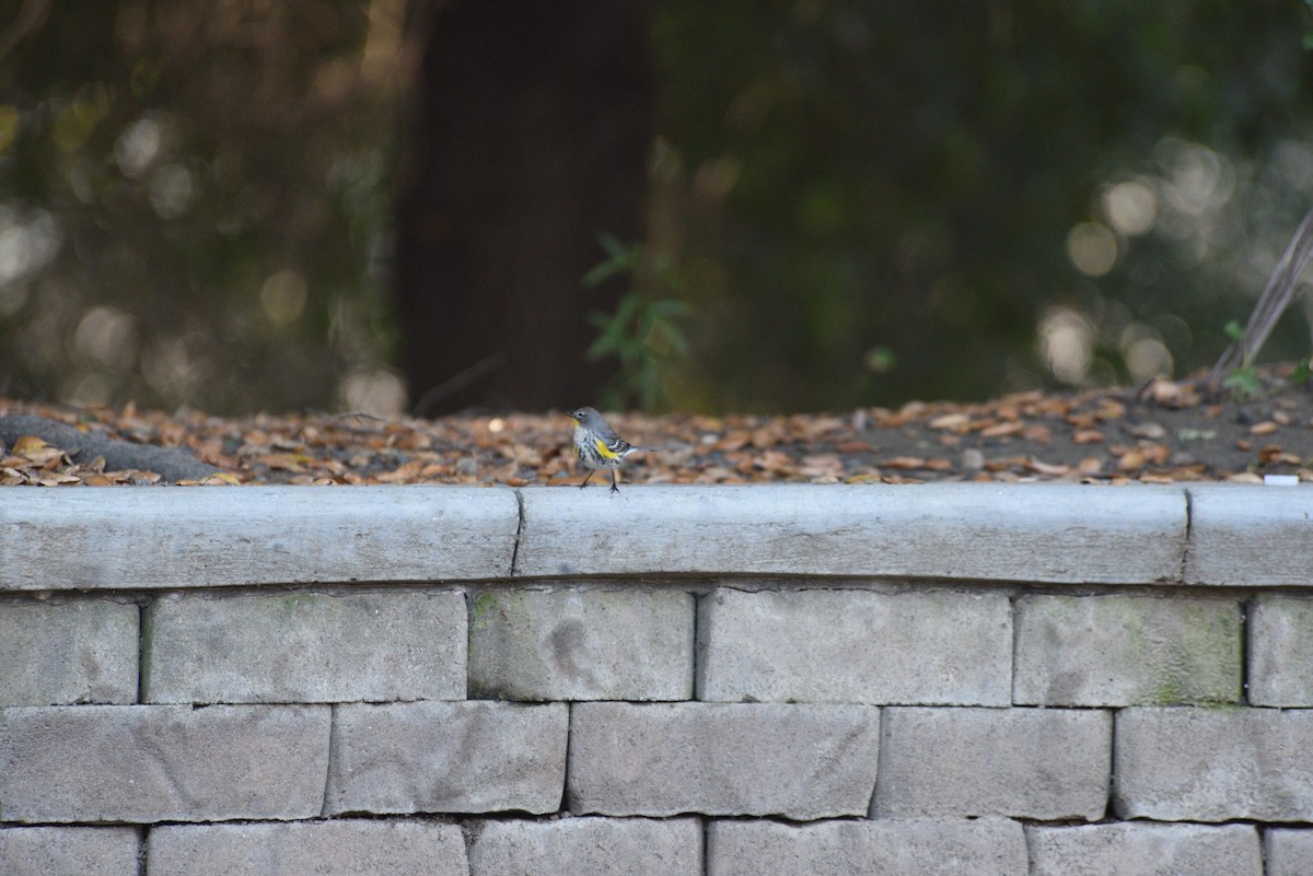 Yellow-rumped Warbler - ML646998192