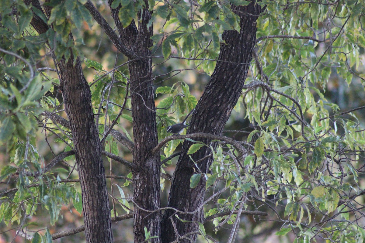 White-browed Fantail - ML646998194