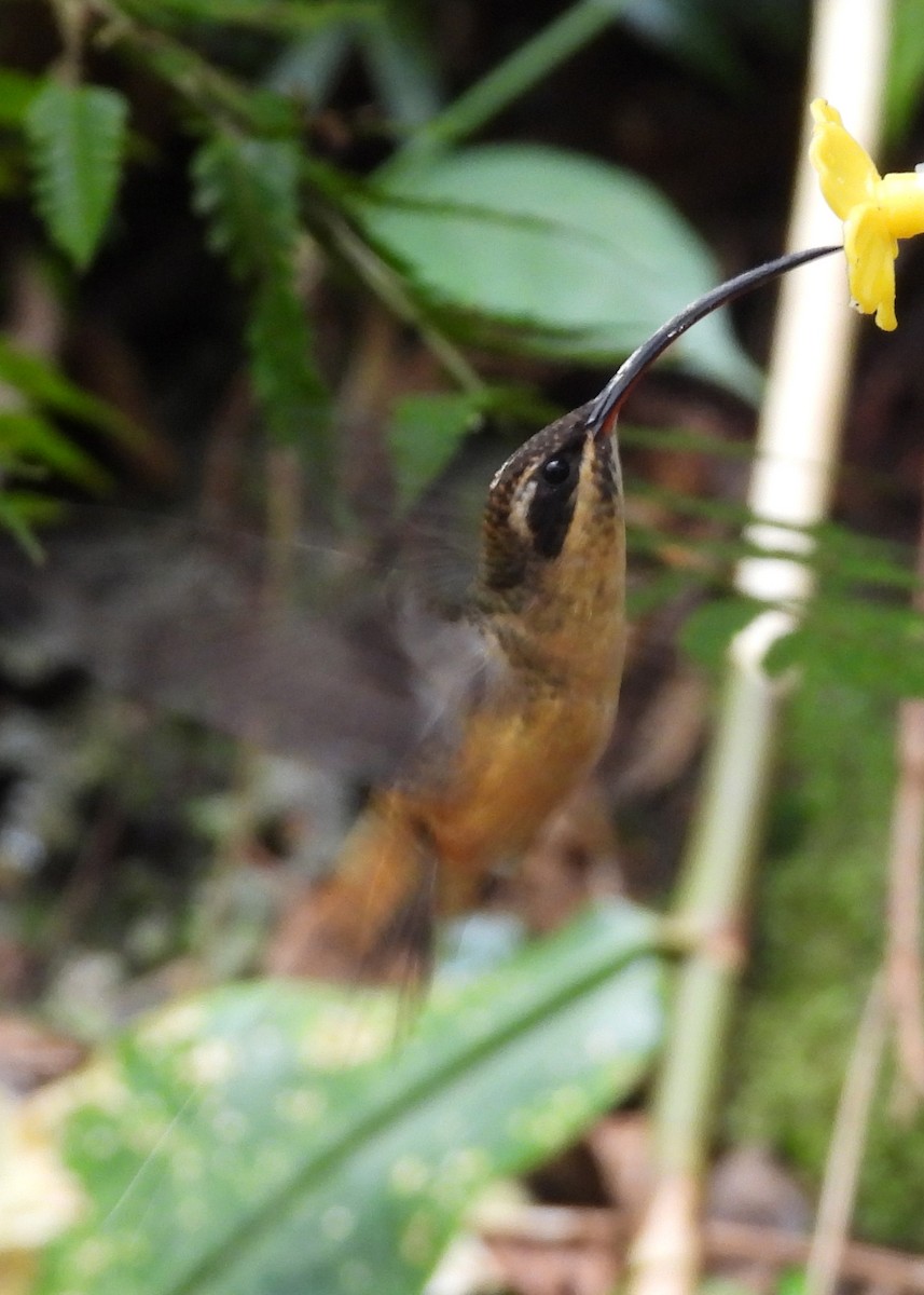 kolibřík dlouhoocasý - ML646998195