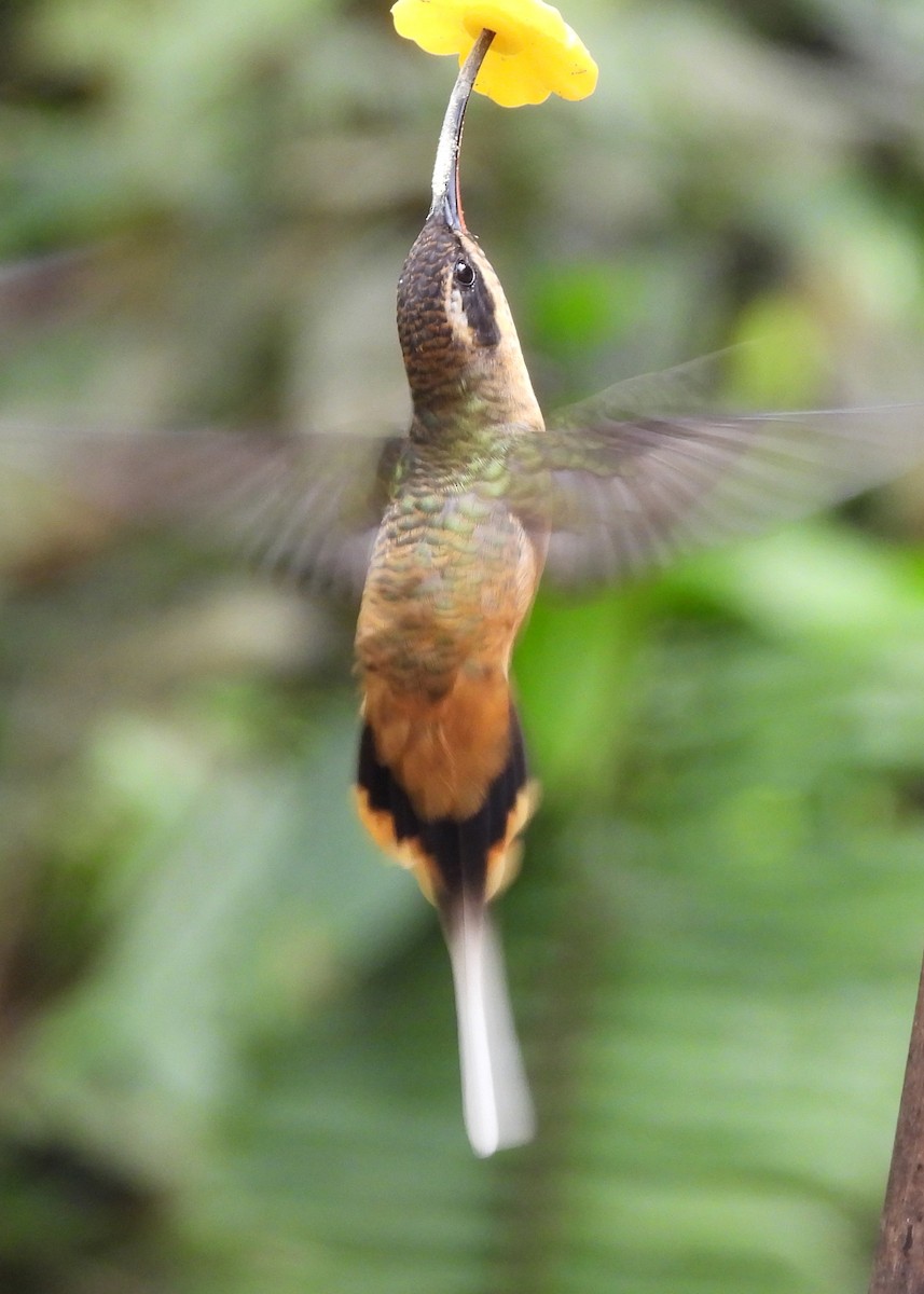 kolibřík dlouhoocasý - ML646998196