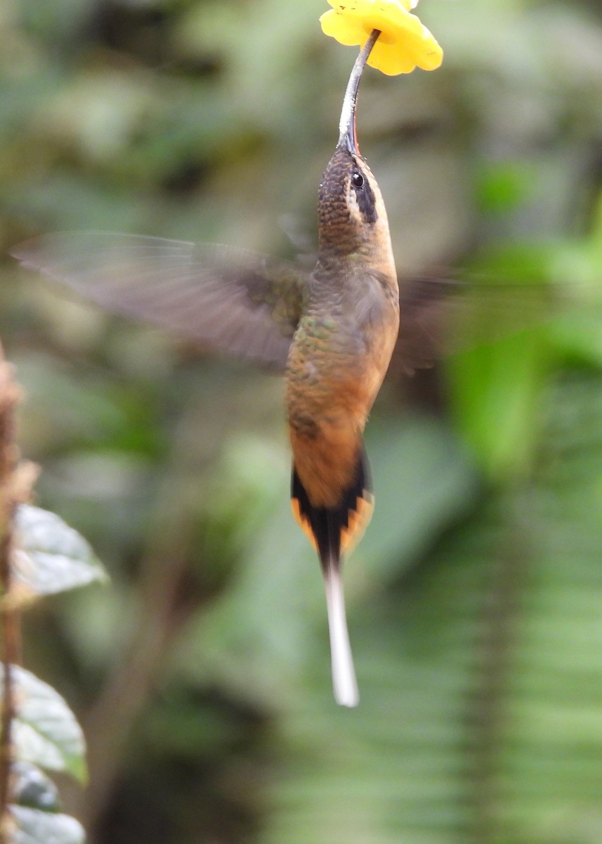 kolibřík dlouhoocasý - ML646998197