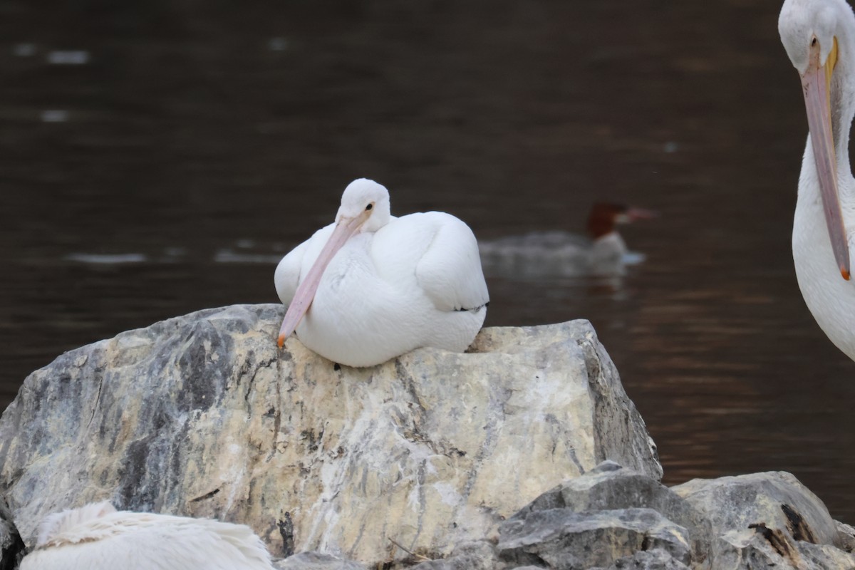 Nashornpelikan - ML646998203