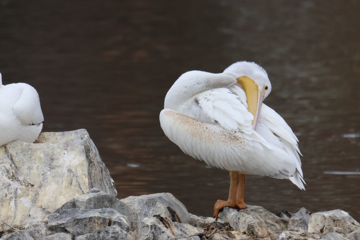 Nashornpelikan - ML646998205