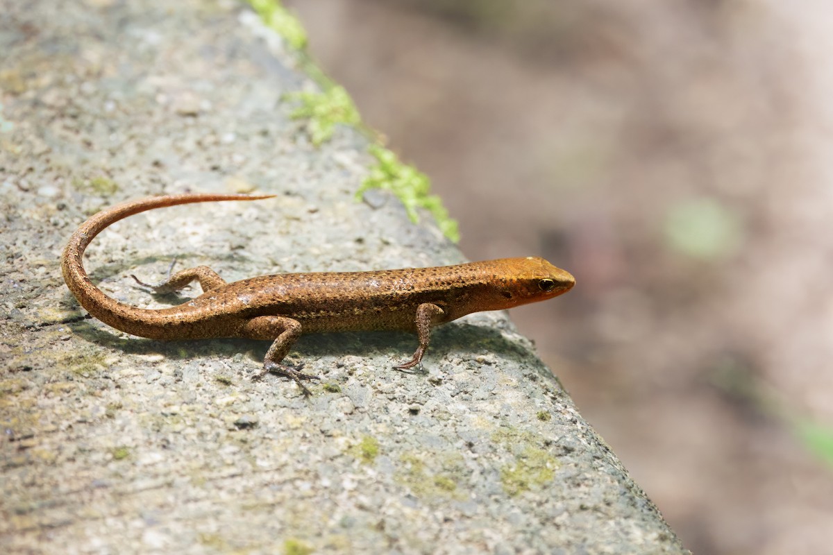 Reptilien - ML646998219