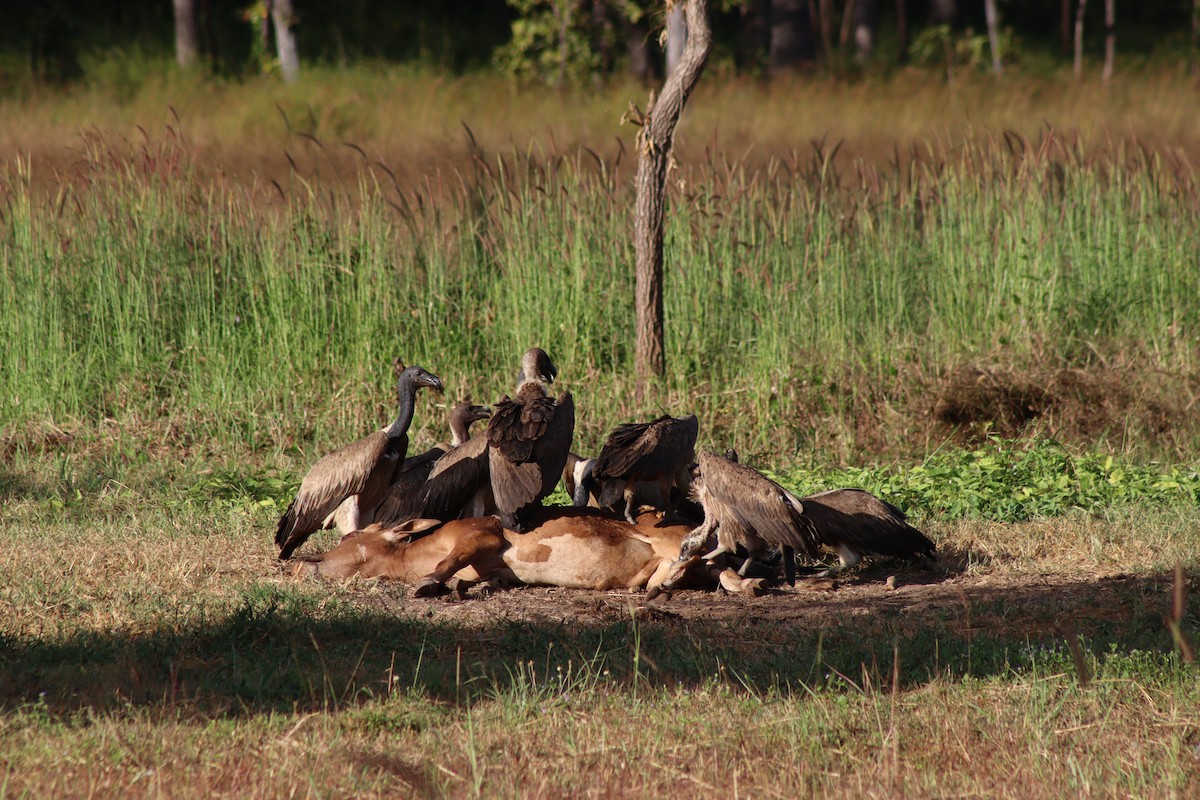 Slender-billed Vulture - ML646998221