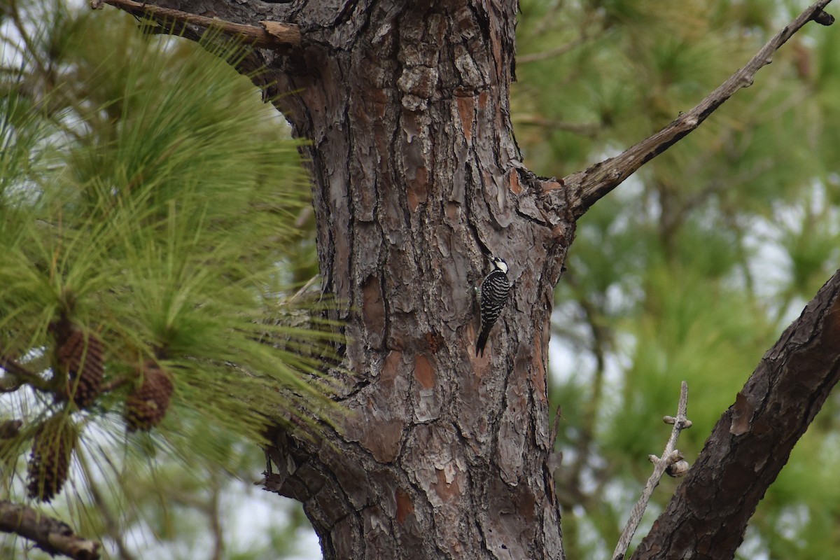 Pic à face blanche - ML646998227
