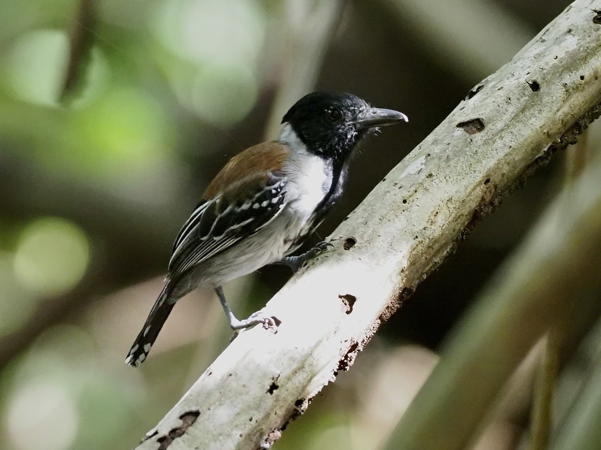 Batará Crestinegro - ML646998234