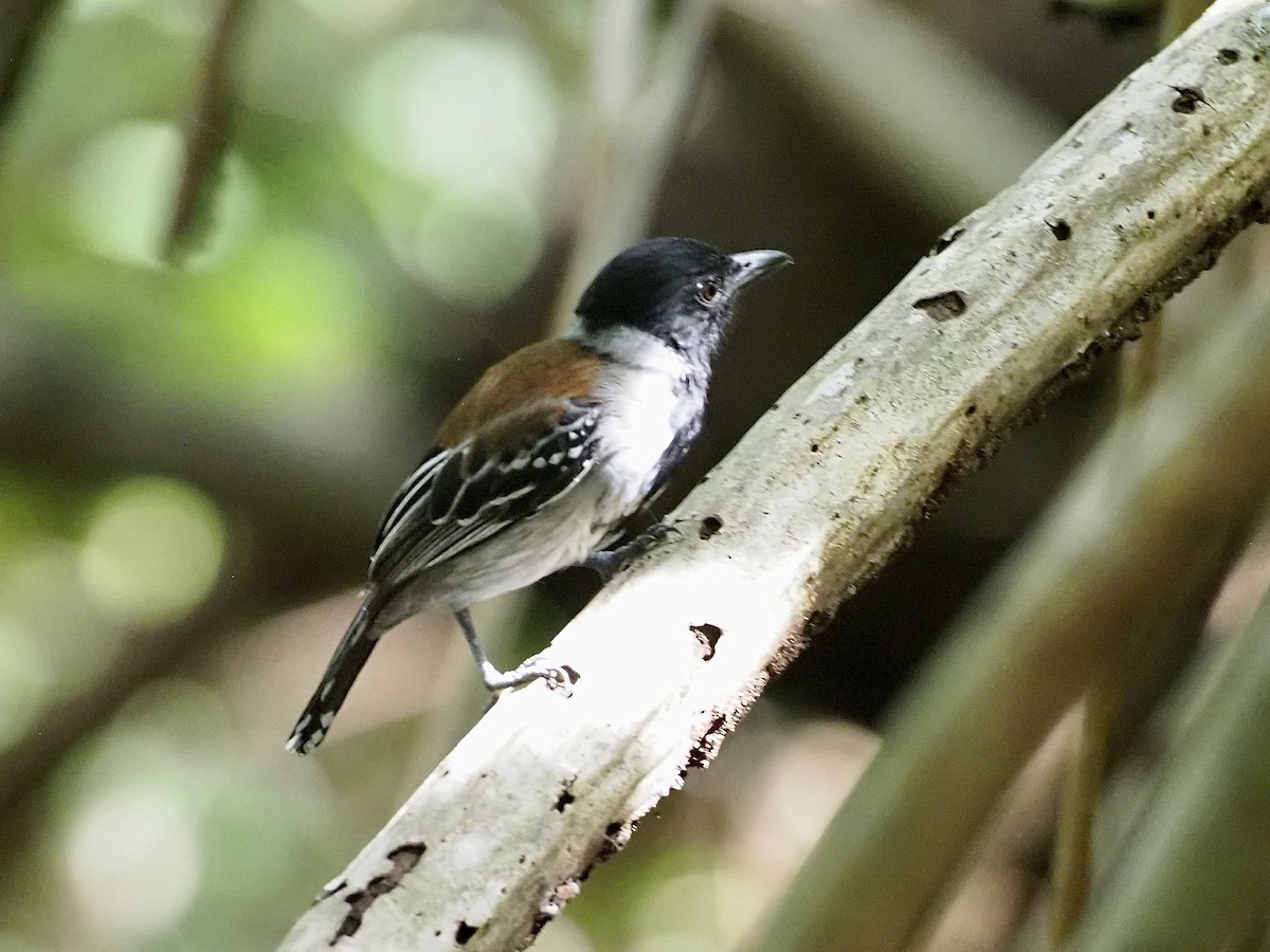 Batará Crestinegro - ML646998235