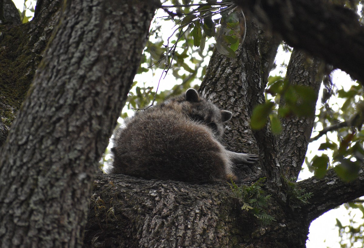 Common Raccoon - ML646998239
