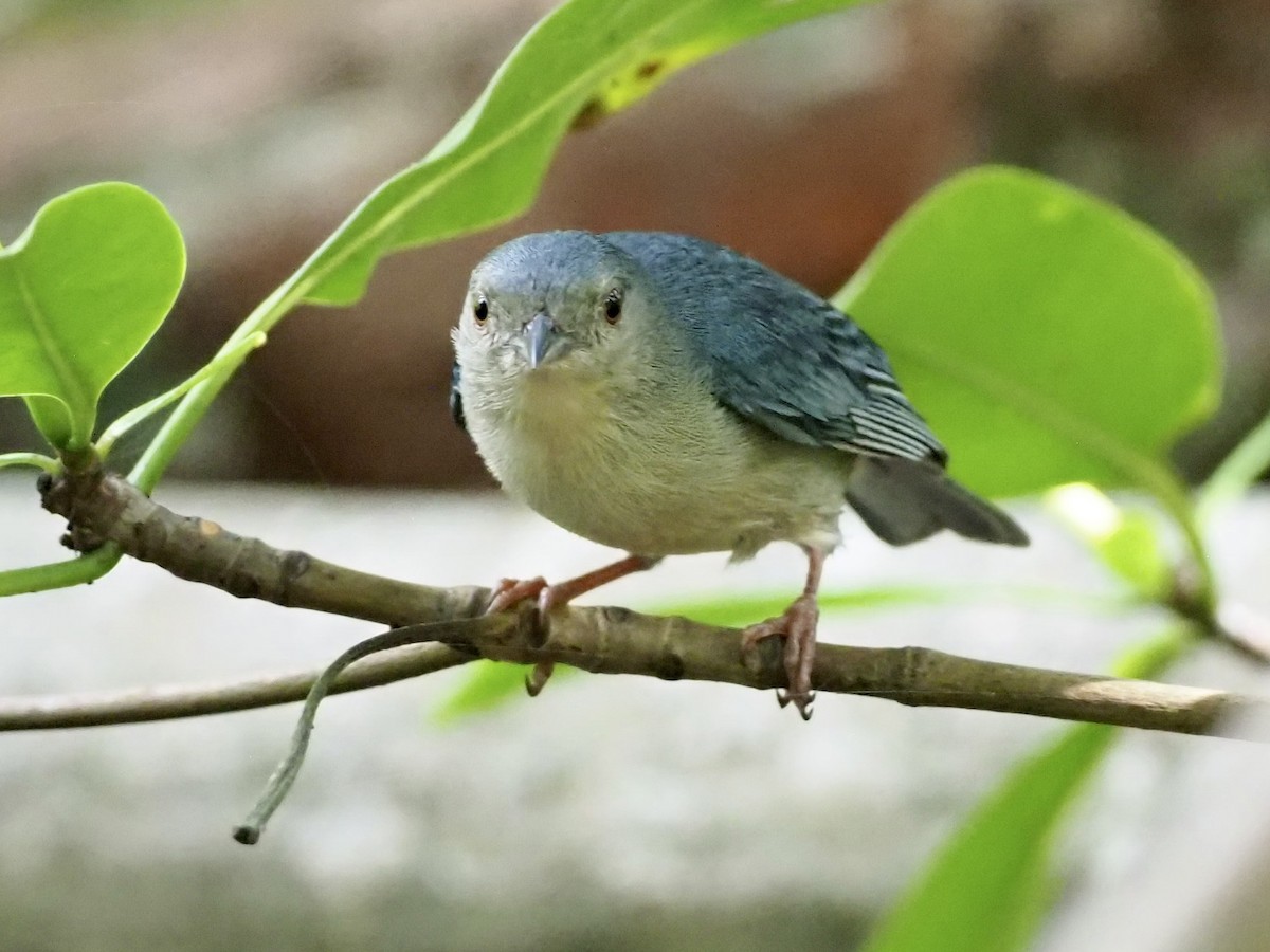 Conirrostro Bicolor - ML646998240