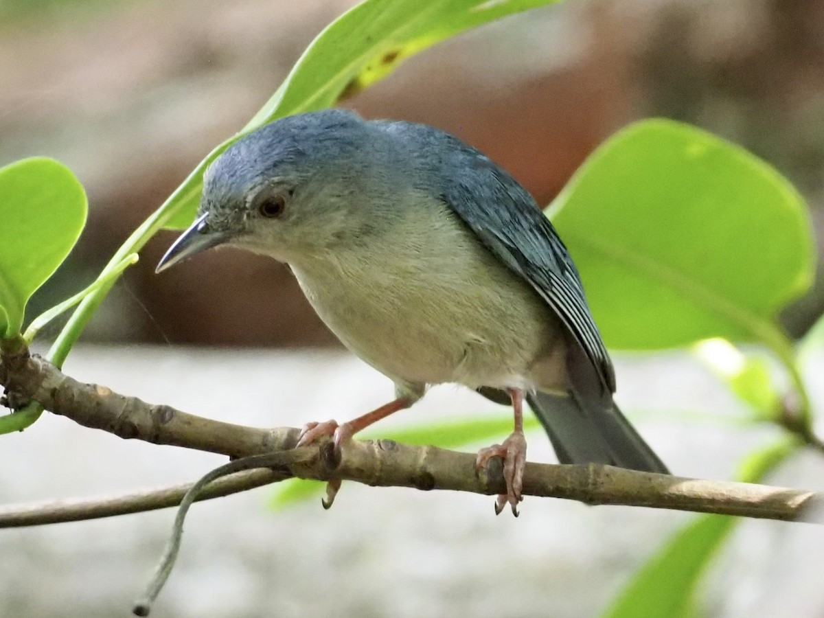 Conirrostro Bicolor - ML646998241