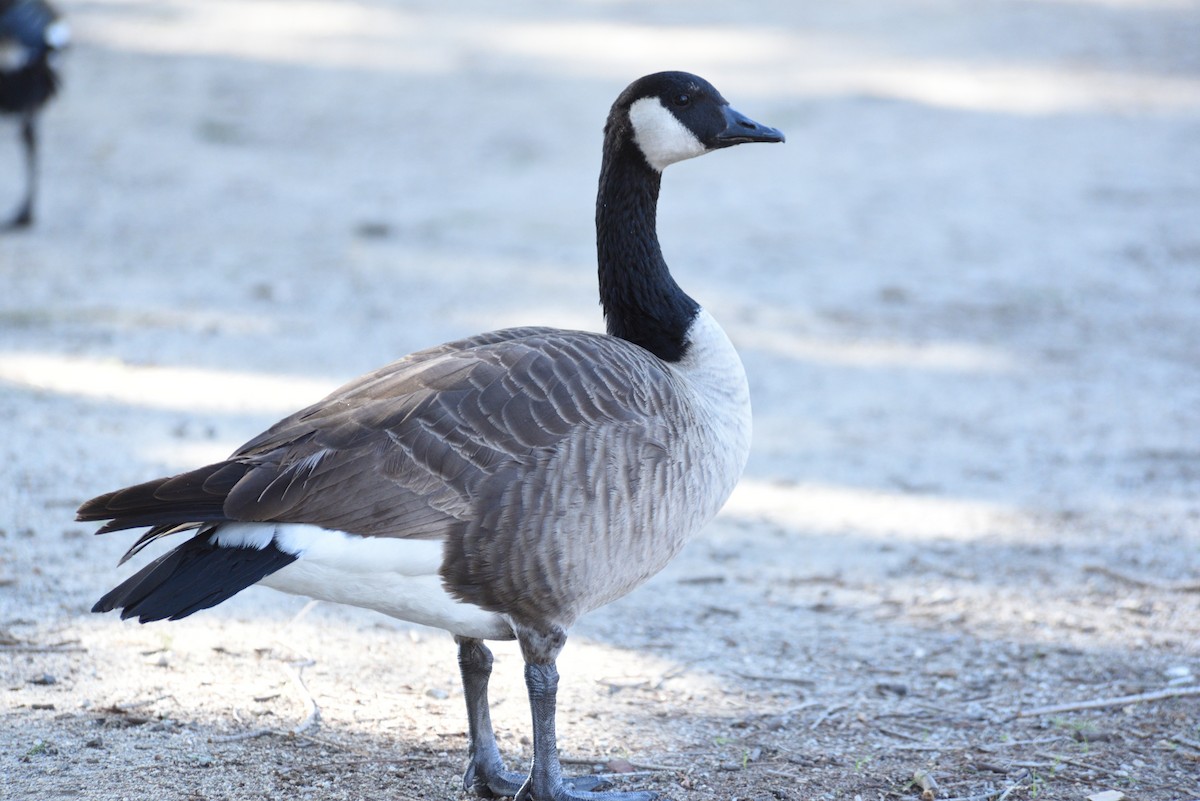 Canada Goose - ML646998248