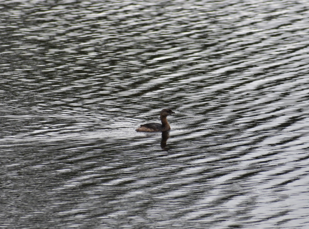 Pied-billed Grebe - ML646998249