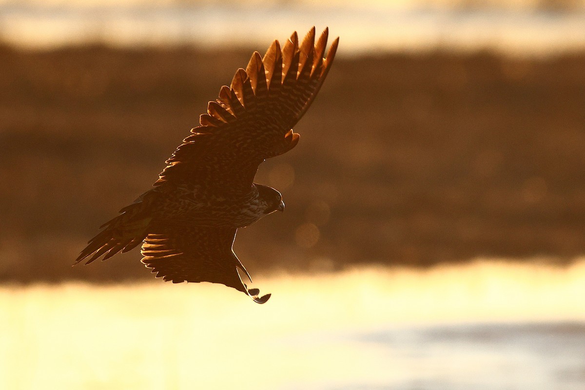 遊隼(anatum) - ML646998257