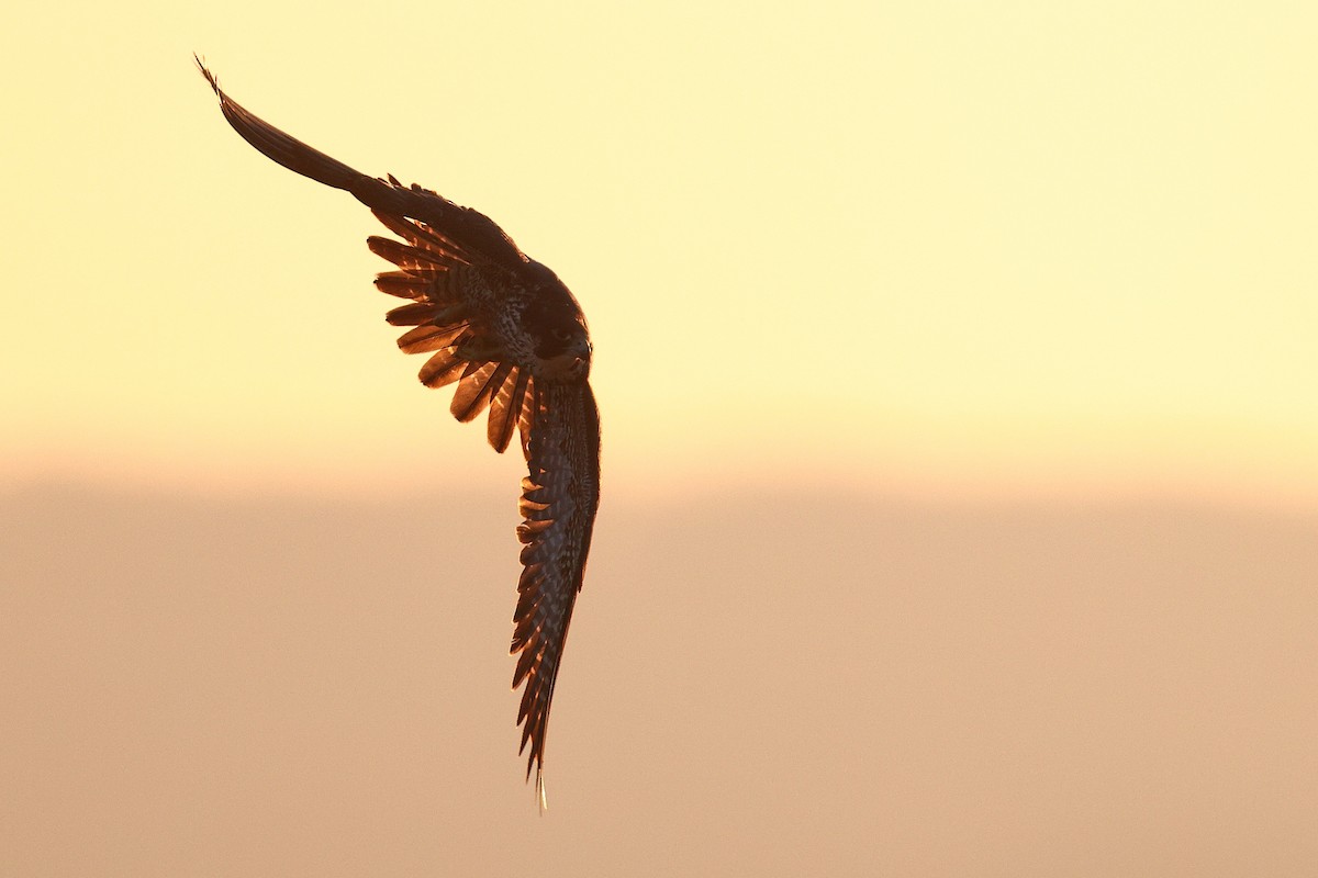 遊隼(anatum) - ML646998258