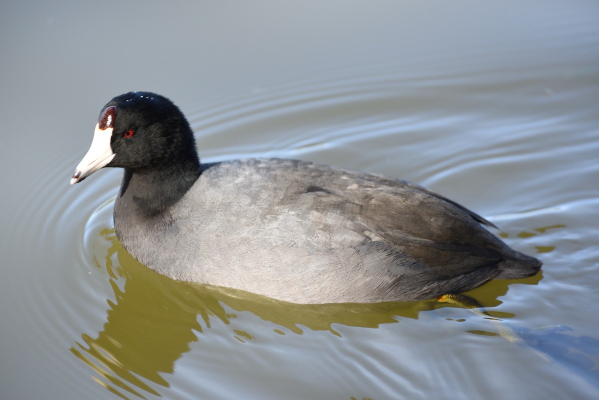 American Coot - ML646998261