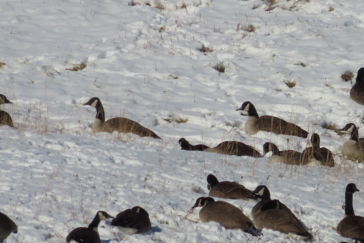 Канадская казарка - ML646998262