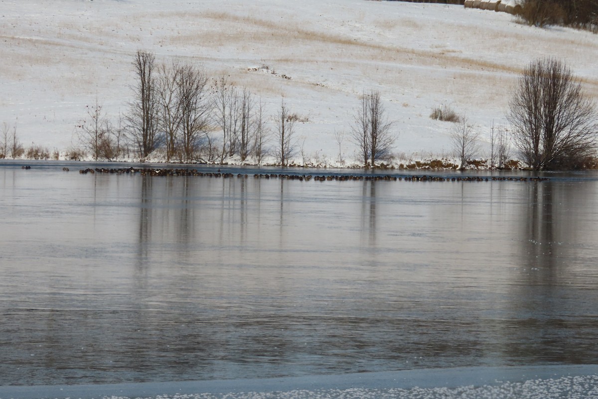 Кряква - ML646998266