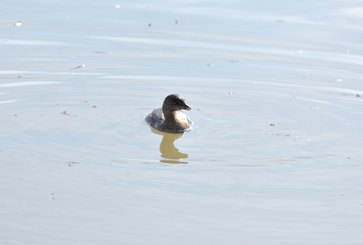 Pied-billed Grebe - ML646998267