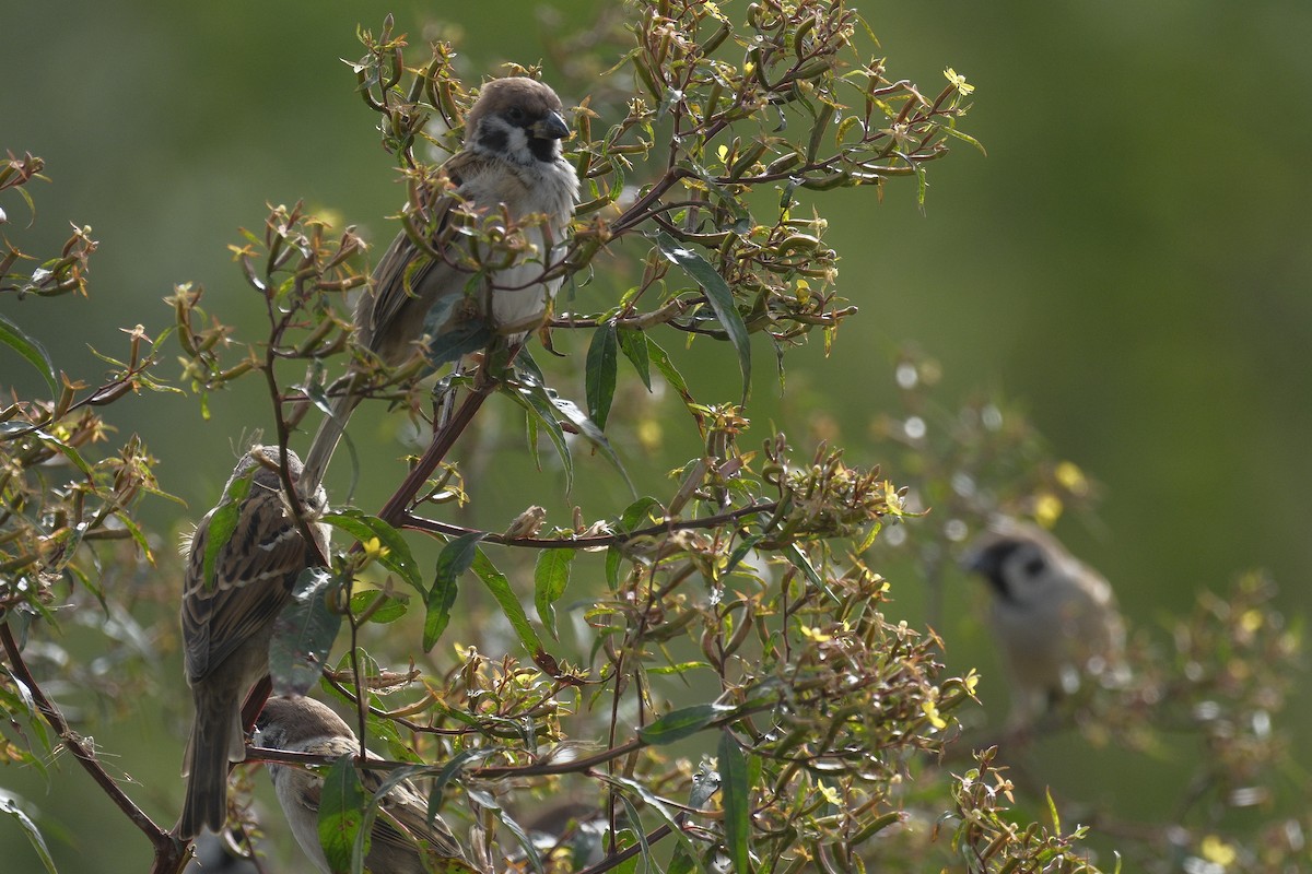 スズメ - ML646998268