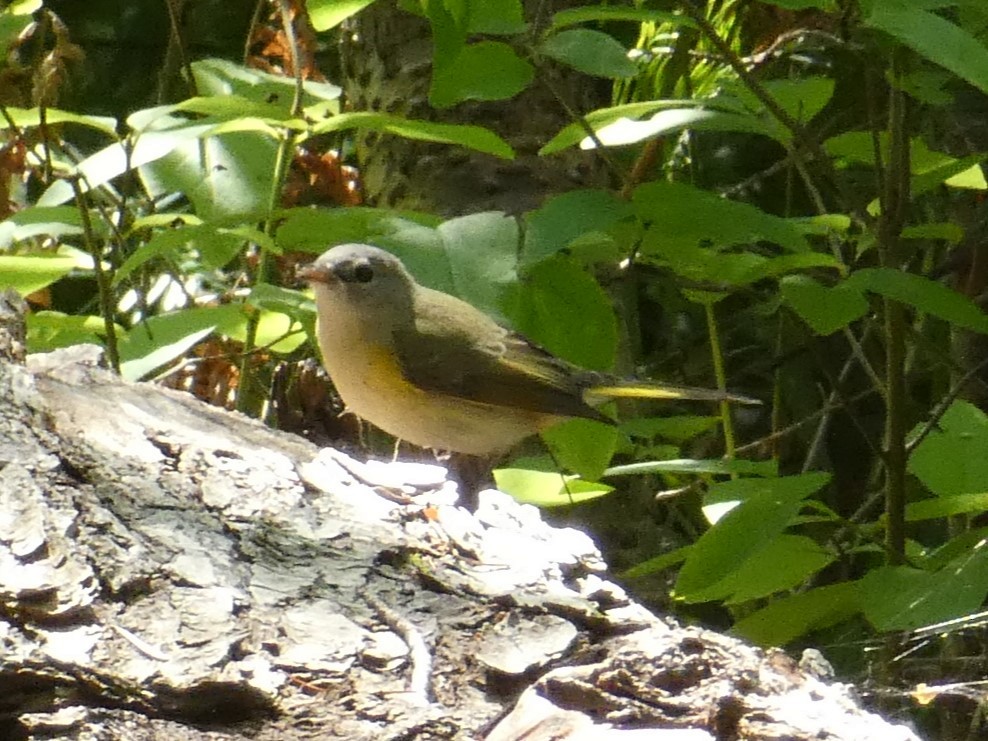 סבכון חכלילי - ML646998269