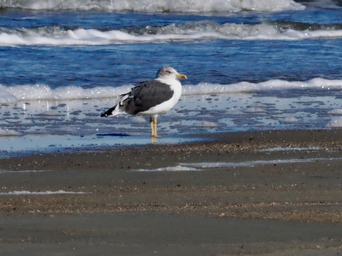 Lesser Black-backed Gull - ML646998277