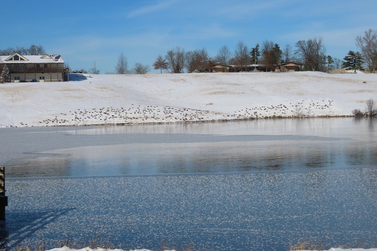 Канадская казарка - ML646998280