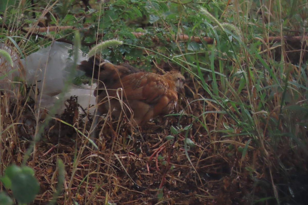 Gallo Bankiva - ML646998282