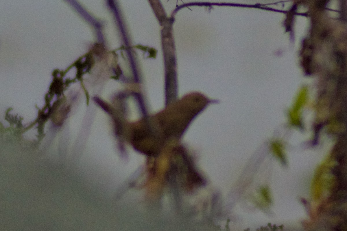 Northern House Wren - ML646998283