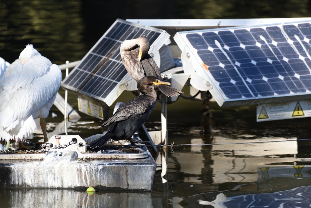 Double-crested Cormorant - ML646998284