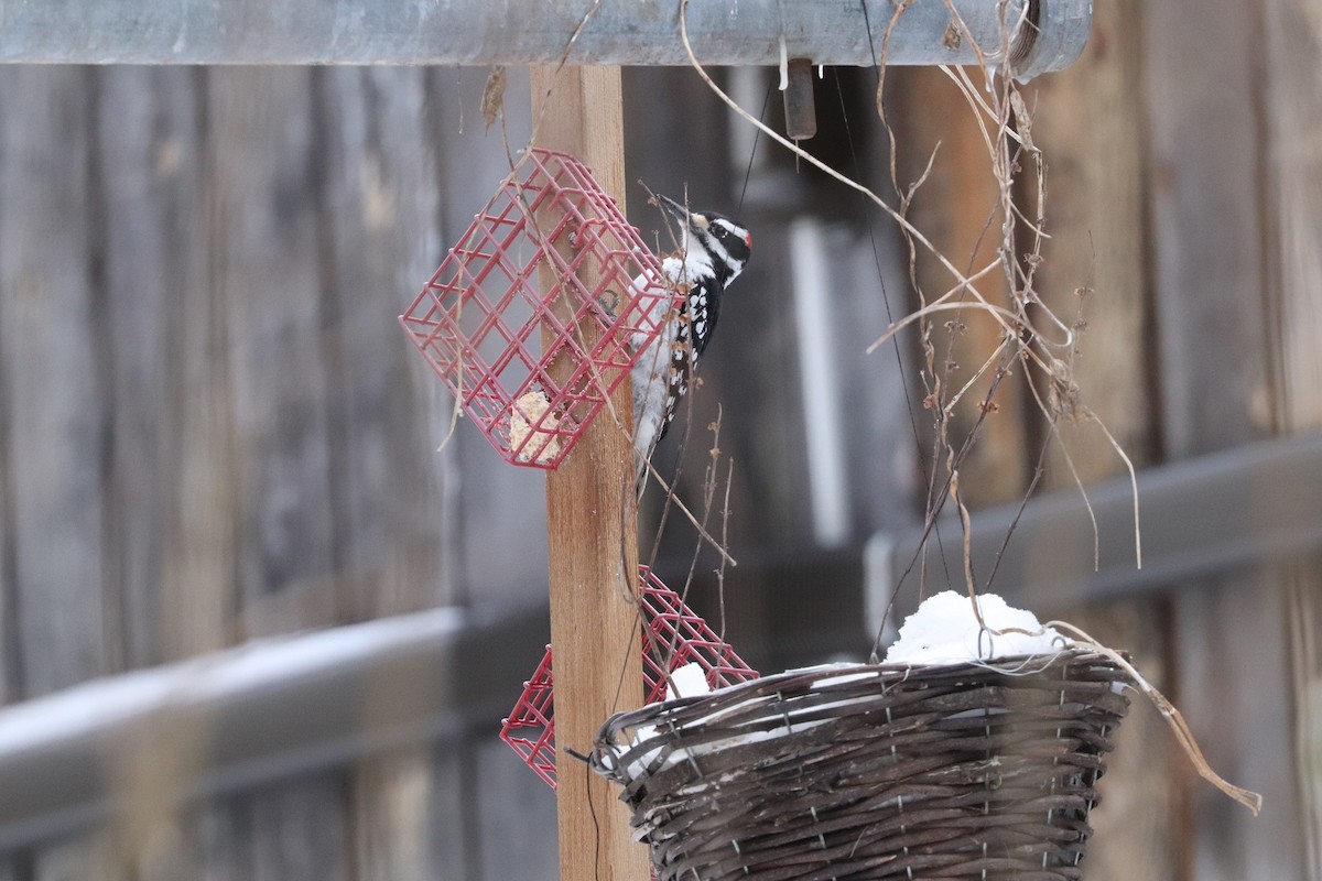 Pico Velloso - ML646998289