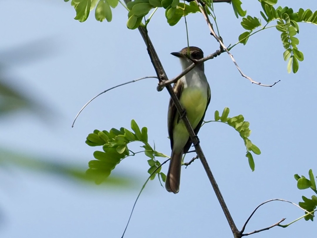 Copetón Tiranillo - ML646998295