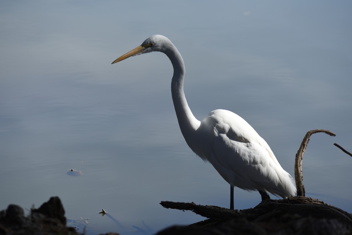 Great Egret - ML646998302