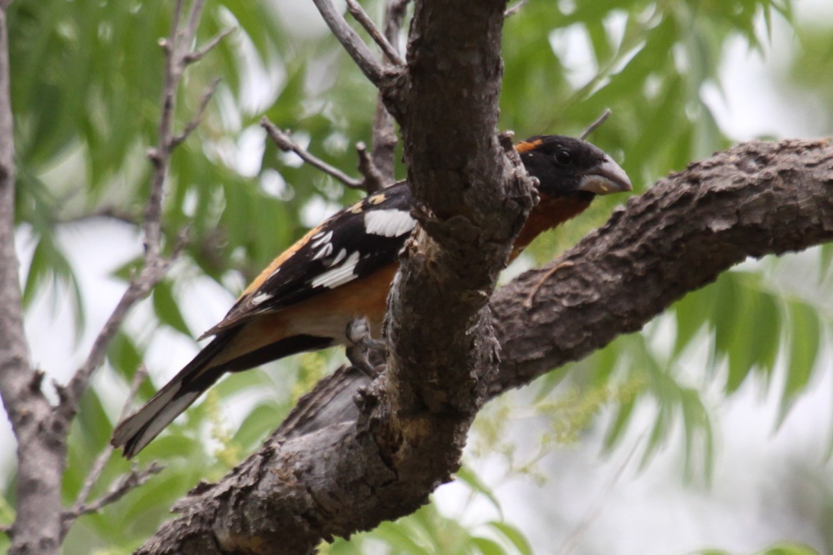 Picogrueso Cabecinegro - ML646998303