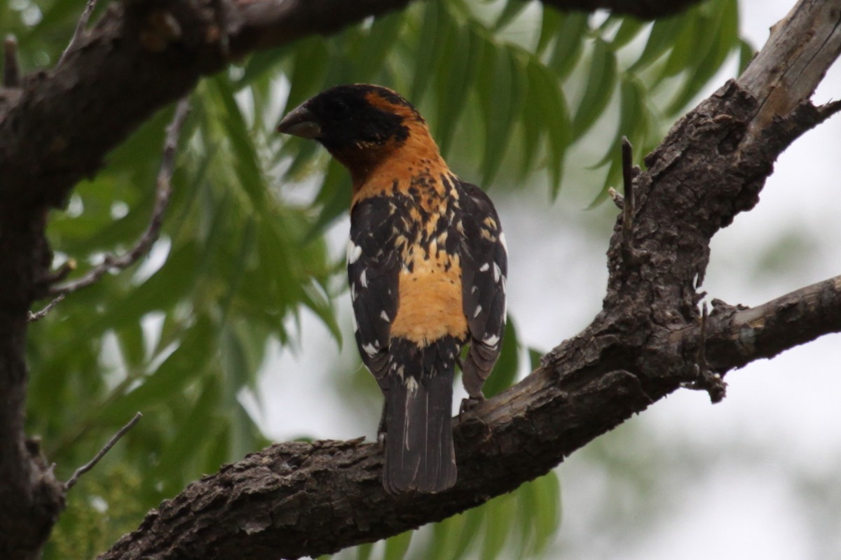 Picogrueso Cabecinegro - ML646998304