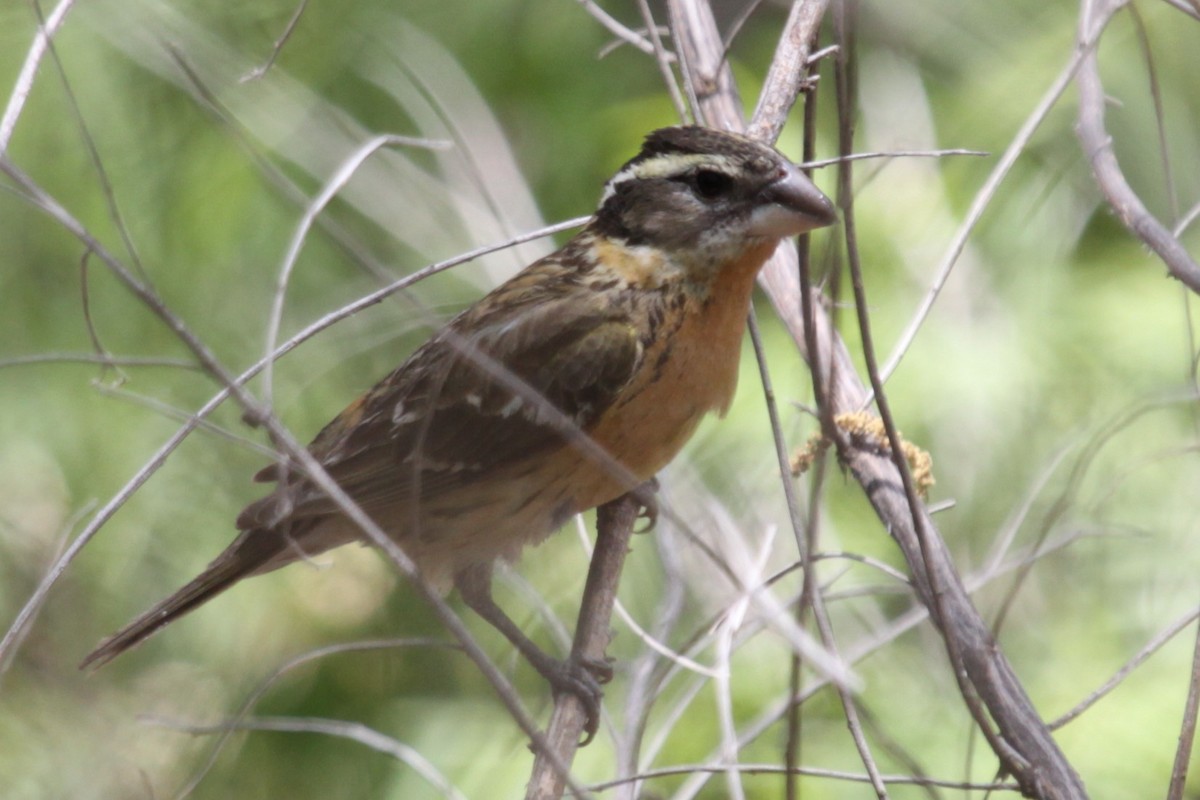 Picogrueso Cabecinegro - ML646998305