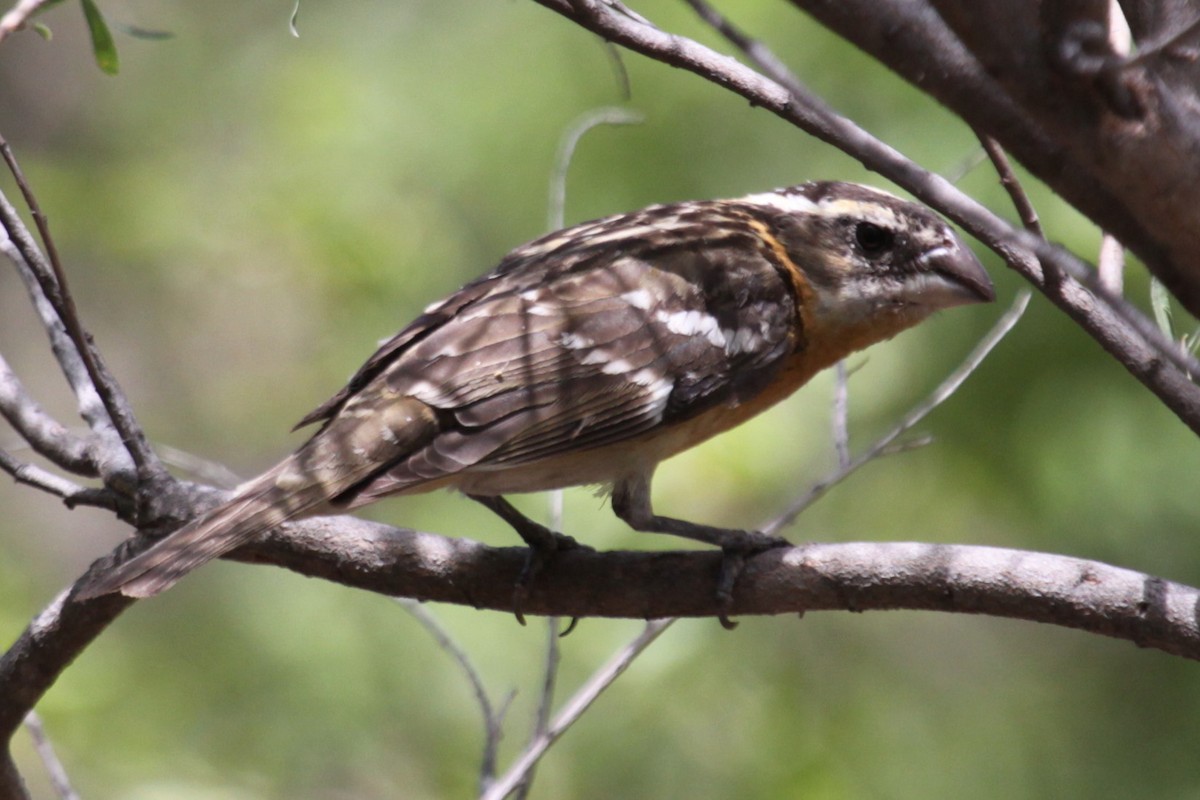 Picogrueso Cabecinegro - ML646998306