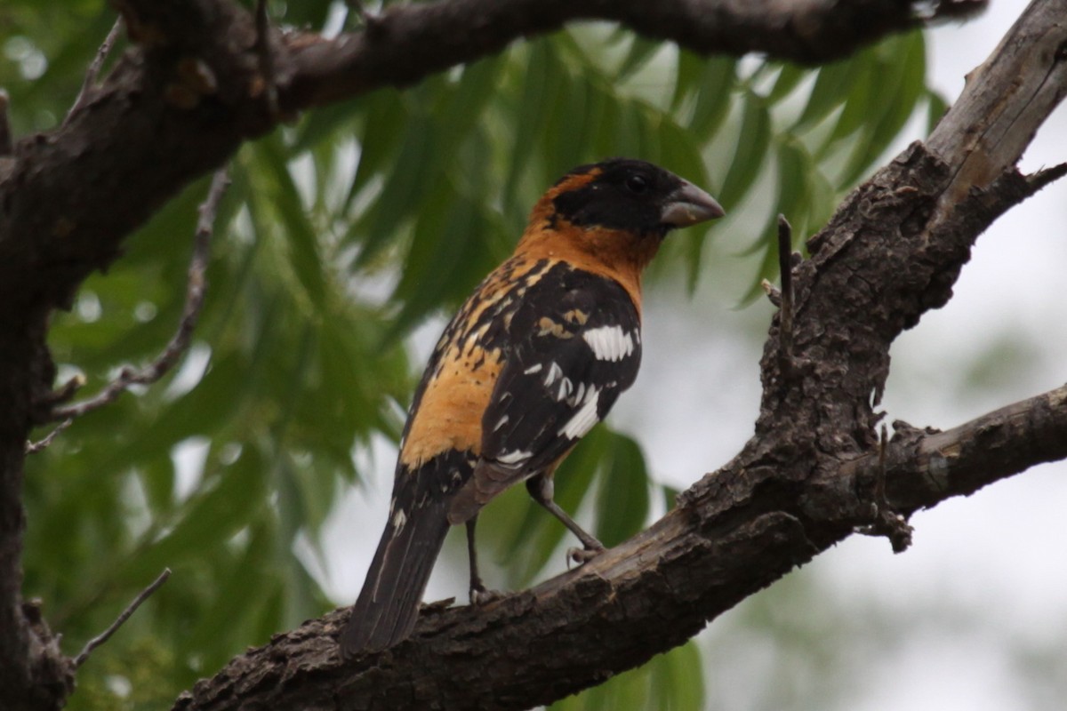 Picogrueso Cabecinegro - ML646998307