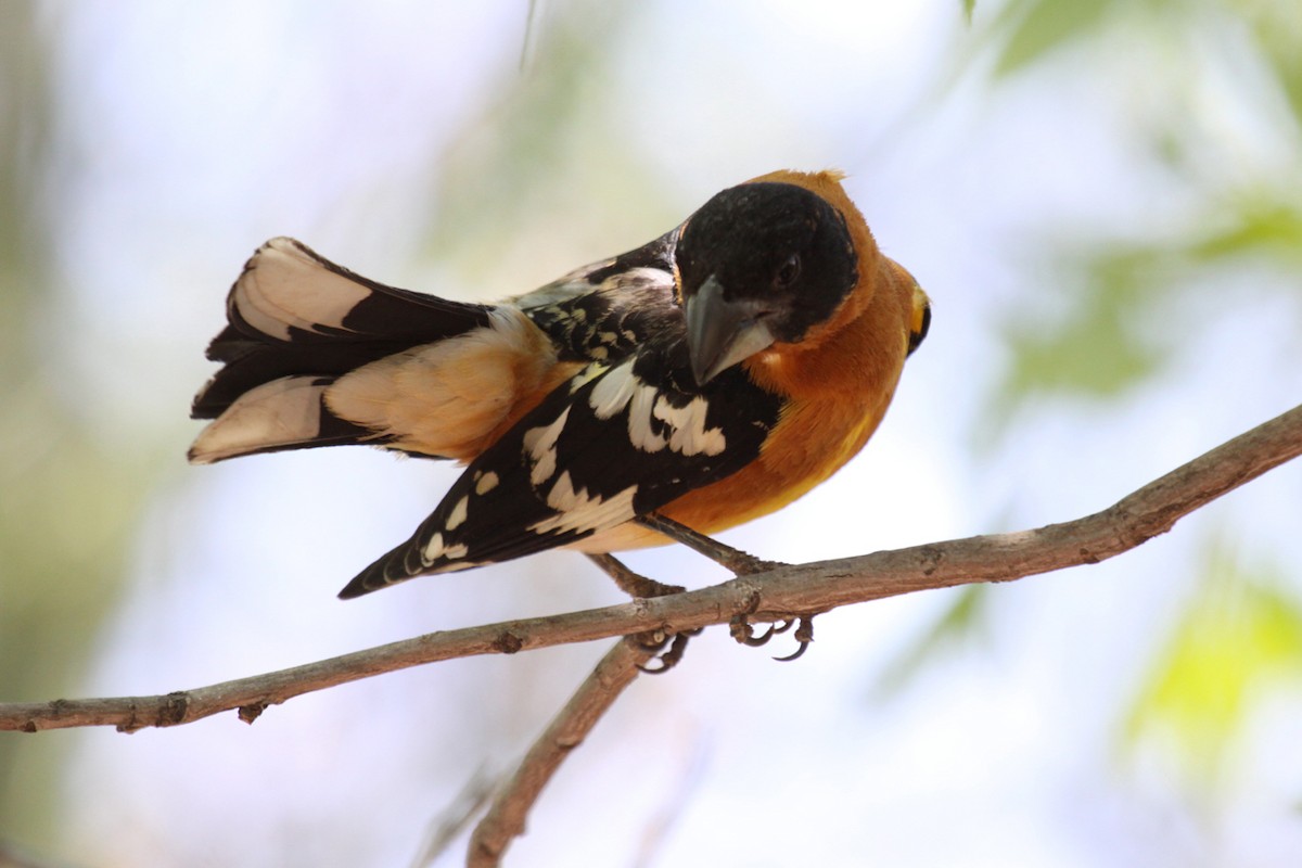 Picogrueso Cabecinegro - ML646998308