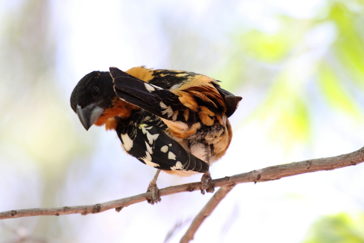 Picogrueso Cabecinegro - ML646998309