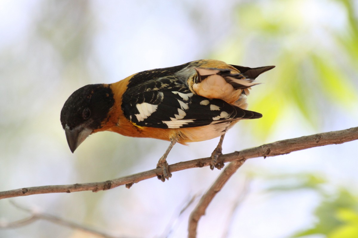 Picogrueso Cabecinegro - ML646998310