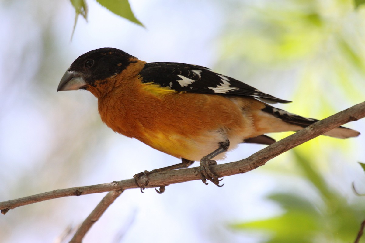 Picogrueso Cabecinegro - ML646998311